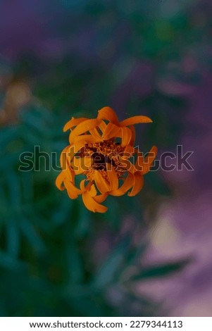marigold flower with plants and blurry background 