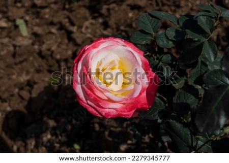 Zakir Hussain Rose Garden Chandigarh 