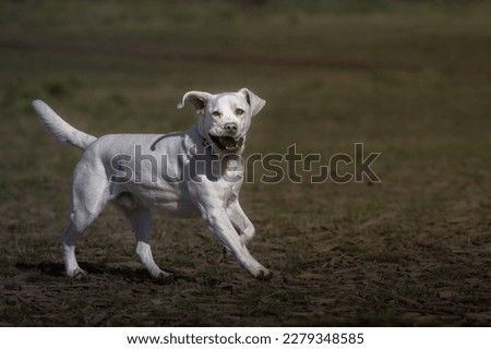 A WHITE LABRADOR RETRIEVER RUNNING ACROSS A FIELD WITH A BALL IN IT SMOUTH EARS UP AND A BLURRY BACKGROUND