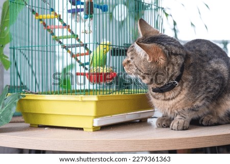 A domestic cat is sitting near a cage with a parrot, watching a bird, hunting. Keeping pets in friendship and enmity, stress and pet interaction Royalty-Free Stock Photo #2279361363
