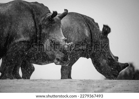 Close up image of a de-horned White Rhino, a highly endangered animal in africa, photographed in a national park in South Africa