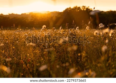 Bright rays of the sun illuminate the field with daisies. Evening warm sunset light. Landscape of a spring field with flowers. Beautiful golden sunny background. Conceptual atmospheric summer mood