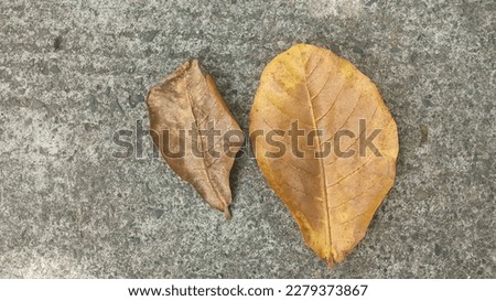 Dried leaves. Two dry leaves on a black background with copy space. Selective soft focus. Shallow depth of field