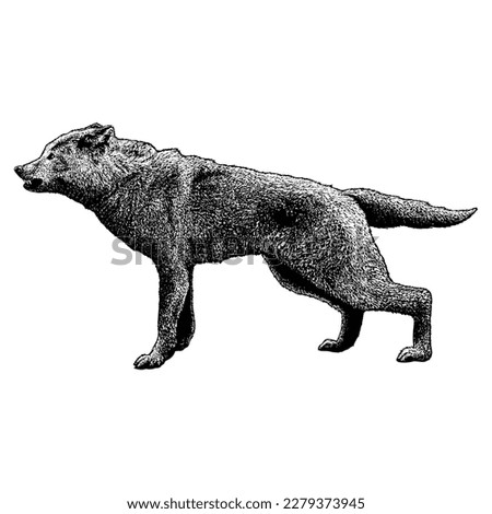 Dire Wolf hand drawing vector isolated on white background.