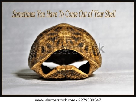 meme poster with a shell and a saying