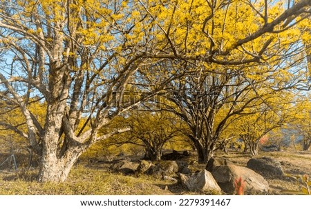 Spring in Sansuyu Village with yellow cornus flowers