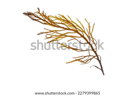 Brown seaweed or algae branch isolated on white.
