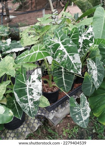 Beautiful white and green leaves of Alocasia Frydek variegated plant,Stunning white and green marbled leaf of Alocasia Frydek variegated plant,The leaves are velvety green with white veins.