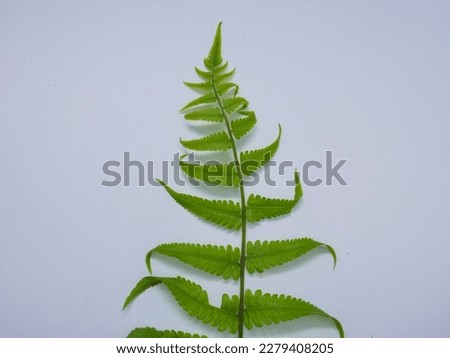 
Cool green leaves on a white background