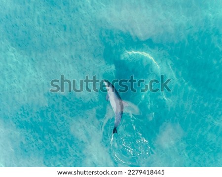 Dolphin Swimming in Turquoise waters in South Western Australia.