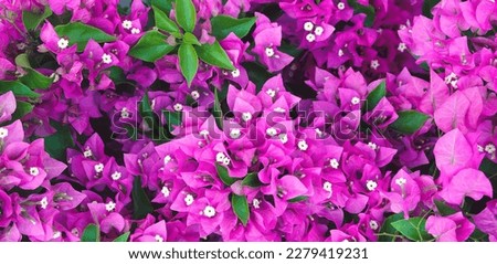 Bright Blooming Bougainvillea Garden. Floral Background. Soft focus. Wide Photo Banner