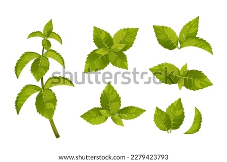 A set of mint leaves.Sprigs of mint, green peppermint leaves.Vector illustration isolated on a white background. Royalty-Free Stock Photo #2279423793