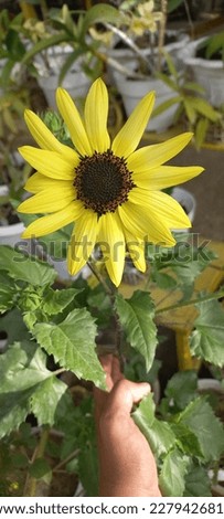 sunflower, hand will pick the flower. Big yellow flower with dark center