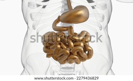 Human small intestine anatomy for medical concept 3D illustration