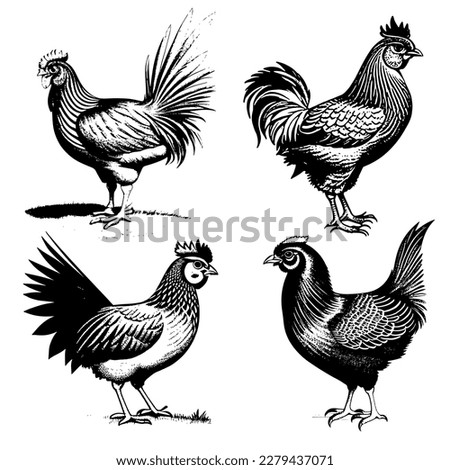 Vector image of a rooster. Vintage chicken illustration. Vector illustration of 4 roosters. Monochrome, highlighted on a white background. Chicken, farm animal.
