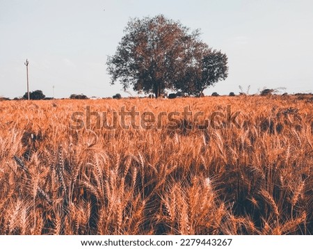 Wheat field with tree in the background - retro vintage effect style pictures