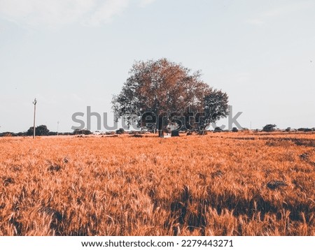 Lonely tree in the wheat field - retro vintage effect style pictures