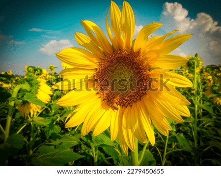 sunflower pictures and images HD.  flowers.Sun flower