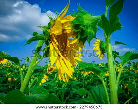 sunflower pictures and images HD.  flowers.Sun flower