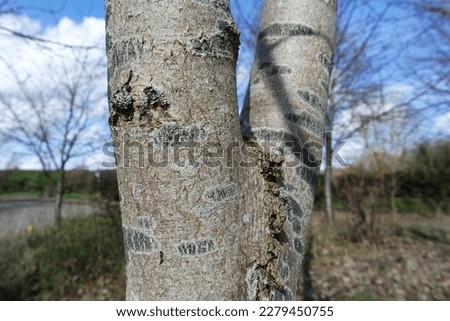 Close up Image of Tree in the Park