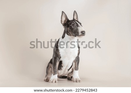 tiger female puppy of a mini-bull terrier sits on a light beige background