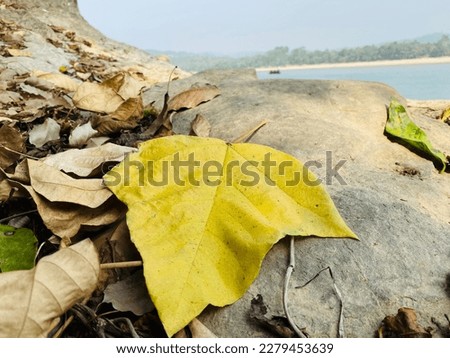 Fall leaves. Picture is taken from Netrokona in Bangladesh.