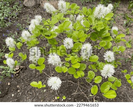 Plumebush, Fothergilla major, flowers from May to June, earlier in mild winters. The blossom appears before the leaves emerge and offers a grandiose sight Royalty-Free Stock Photo #2279461653