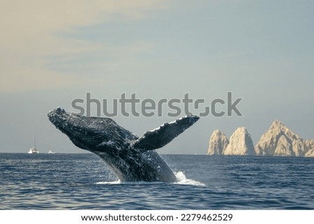 humpback whale breaching in cabo san lucas baja california sur mexico pacific ocean jumping out of the sea Royalty-Free Stock Photo #2279462529
