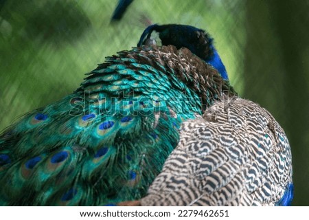 Indian peacock back feathers. Image showing vibrant colors, fine texture and repetitive pattern.