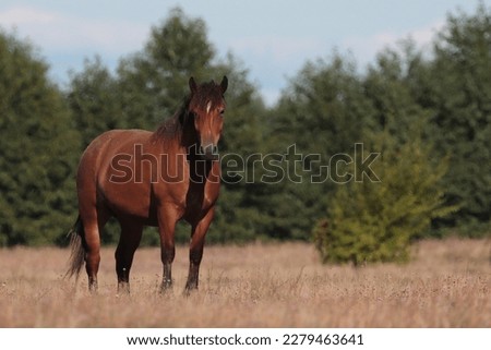Beautiful brown wild horse in a clearing. Polish horse