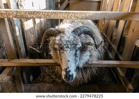A ram with big horns stands in a fence. A macro of a sheep's nose and mouth. The background is a blur of sheep's wool giving it texture.