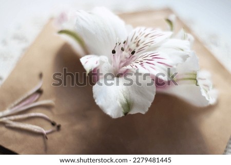 Craft envelope with white and pink Peruvian Lily flowers inside. Flat lay, top view. High quality romantic photo
