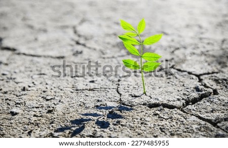 small green sprout growing in desert, concept of resilience of life in the harsh desert environment Royalty-Free Stock Photo #2279485955