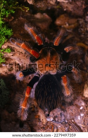 View from above on a large spider. Poisonous insects Royalty-Free Stock Photo #2279497359