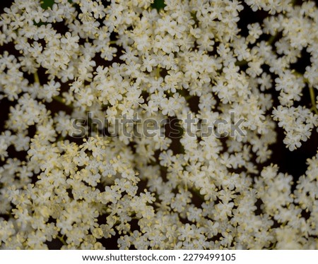 Tiny White Flowers Bloom In Tight Group background image