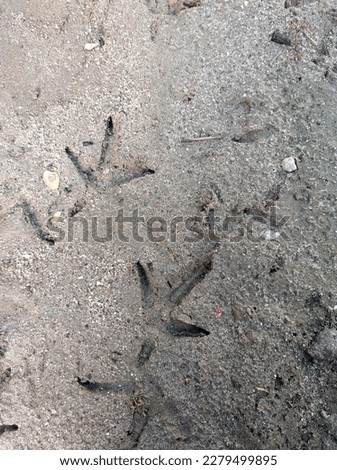 chicken tracks on muddy ground