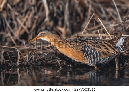 Virginia Rail (Rallus limicola) in the Water on Maryland's Eastern Shore Royalty-Free Stock Photo #2279501311