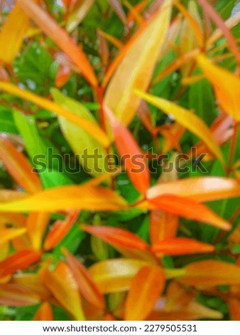 Blurred photo of colorful leaves of beautiful red shoots plant for wallpaper and powerpoint presentation