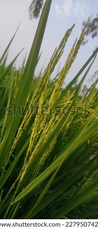 This is a picture of paddy fields in the countryside
