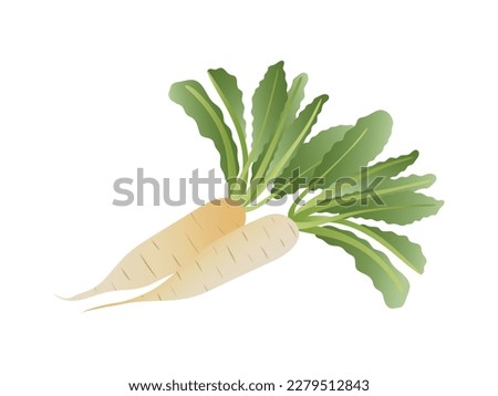 white radish Ingredients for Healthy Cooking. Radish in handwriting style. Vector illustration. daikon radishes. white radish vector illustration with radish green leaves. Royalty-Free Stock Photo #2279512843