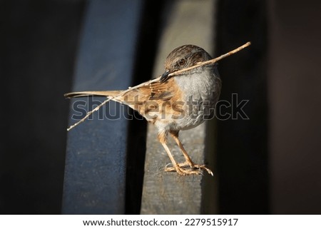 a close up portrait of a dunnock perched on a fence. It has a twig, nest material, in its beak. There is copy space around the bird
