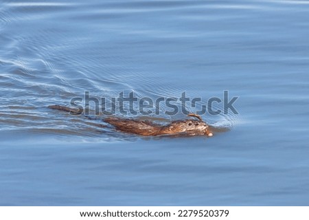 A muskrat, with a stick on its mouth, swims across a lake toward its dam.