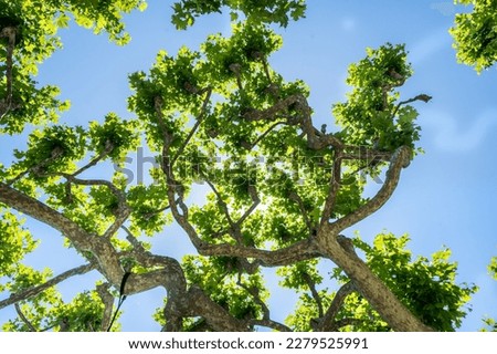 Green Platanus on the blue sky background in spring Royalty-Free Stock Photo #2279525991