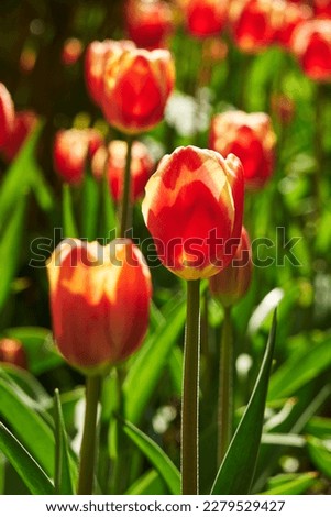 red tulip flowers in the garden the nice day on garden tulip