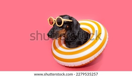 Profile funny puppy dog summer. Dachshund inside of an infltable ring, Isolated on pink background