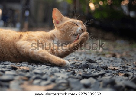 Cute ginger cat sleeping on the ground in the garden, stock photo