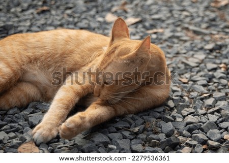 Cute ginger cat sleeping on the ground in the garden, stock photo