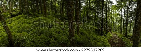 Mossy HIllside Leading Up To Mount Sterling in Great Smoky Mountains National Park Royalty-Free Stock Photo #2279537289