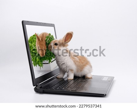 rabbit geek IT master behind a laptop on a white background