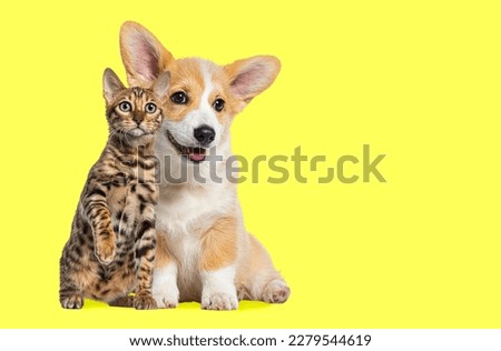 Cat and dog Sitting together, Puppy Welsh Corgi and bengal cat  looking at camera, isolated on yellow
